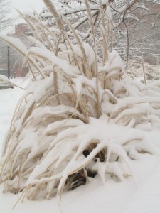 Outside Cate Main a plant froze.